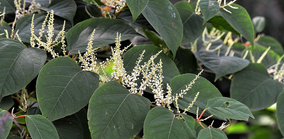 maatregelen tegen de japanse woekerplant